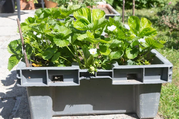 Plantes Fraises Poussant Dans Potager Printemps — Photo