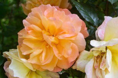 Baharda bahçede portakal gülü