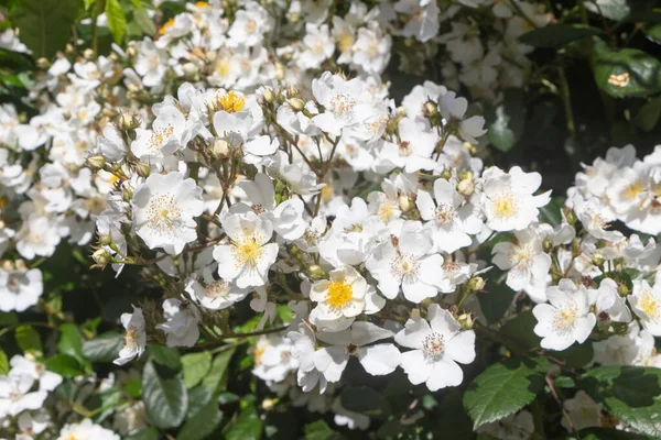 Rosas Viejas Blancas Jardín Durante Primavera — Foto de Stock