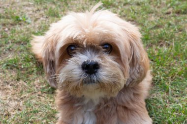 Kırmızı Lhasa Apso köpeği bahçede yatıyor.