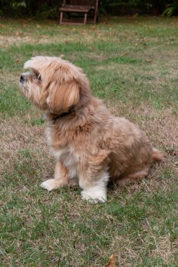Kırmızı Lhasa Apso köpeği bahçede oturuyor.