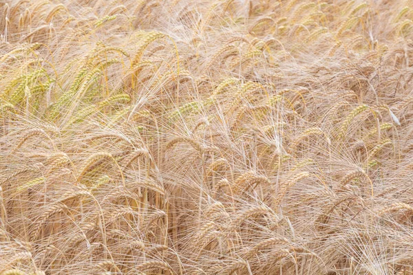 Campo Trigo Bretaña Durante Verano — Foto de Stock