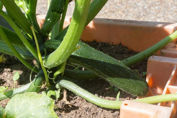 Fábrica Abobrinha Uma Horta Durante Verão — Fotografia de Stock