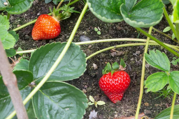 Little Strawberries Ripening Vegetable Garden Summer — Stock Photo, Image