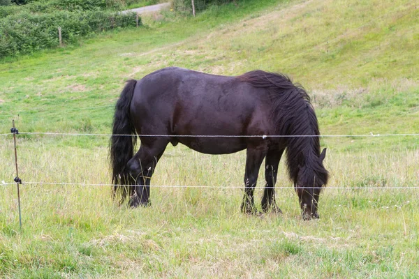 Μαύρο Άλογο Merens Βόσκηση Ένα Πεδίο Στη Βρετάνη — Φωτογραφία Αρχείου