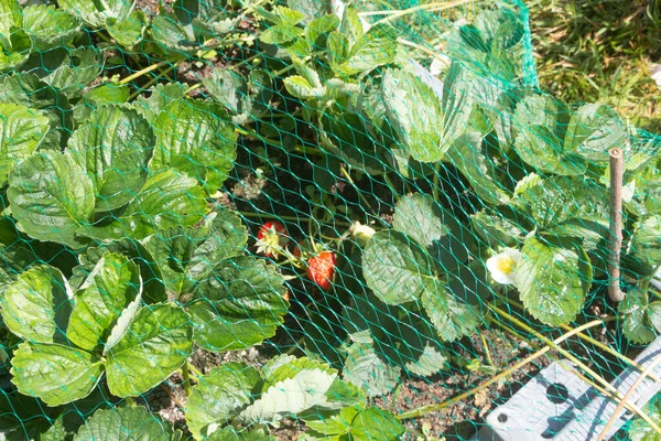 Strawberry plants with a net for protection against birds