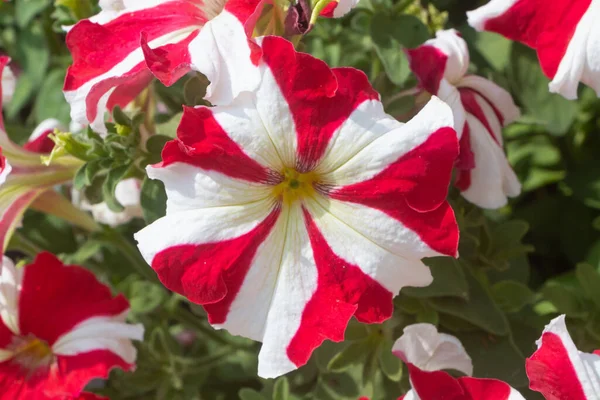Červené Bílé Petúnie Květiny Zahradě Během Jara — Stock fotografie