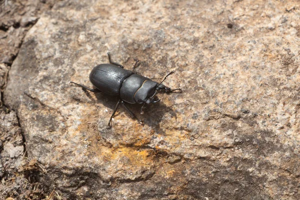Stag beetle walking on a stone in a garden