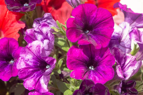 春の庭の紫色のペチュニアの花 — ストック写真
