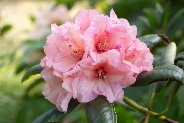 Růžové Rododendron Květiny Zahradě Během Jara — Stock fotografie
