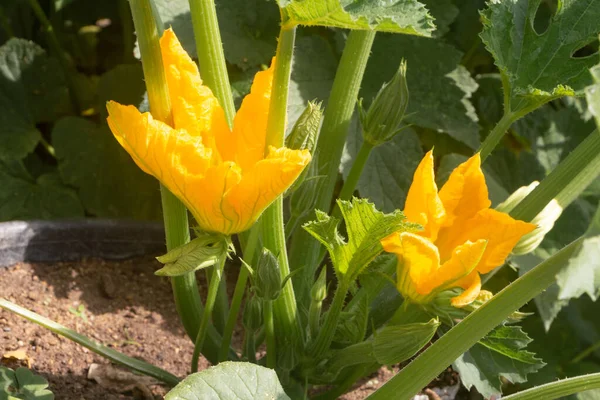 Zucchini Blommor Grönsaksträdgård Våren — Stockfoto