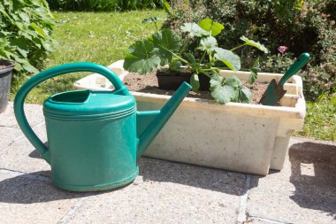 Çiçek saksısı, mala ve sulama kutusuna ekmeden önce kabak bitkisi.