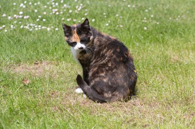Bahçenin çimlerinde oturan kaplumbağa kabuklu kedi.