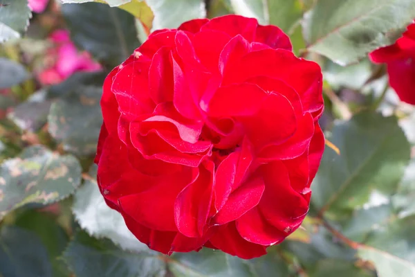 Red Rose Garden Spring — Stock Photo, Image
