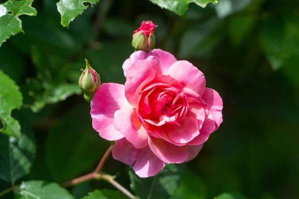 Roze Rozen Een Tuin Het Voorjaar — Stockfoto