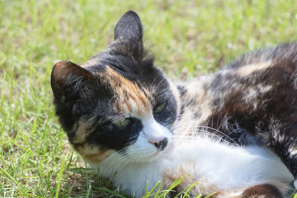 Deitado Para Baixo Gato Tartaruga Jardim — Fotografia de Stock