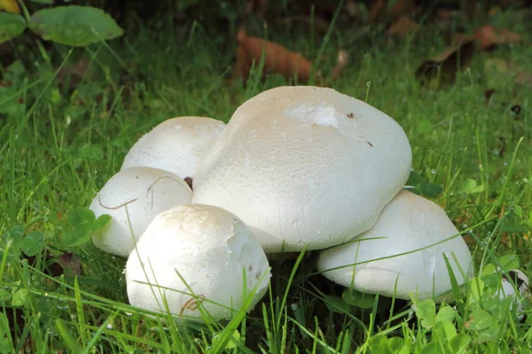 Field Mushrooms Grass Garden Autumn — Stock Photo, Image