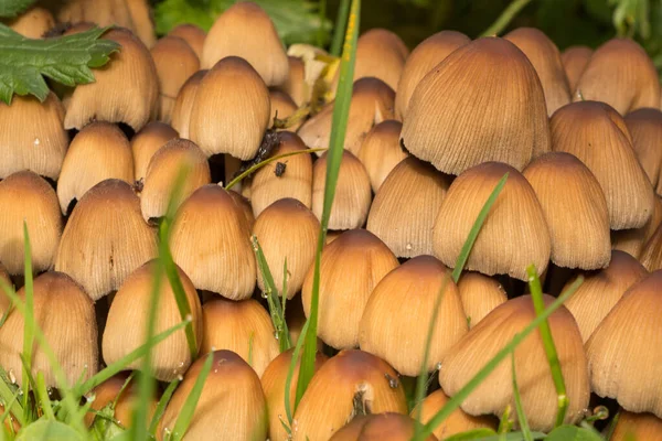 Las Setas Brillantes Inkcap Hierba Jardín Durante Otoño — Foto de Stock