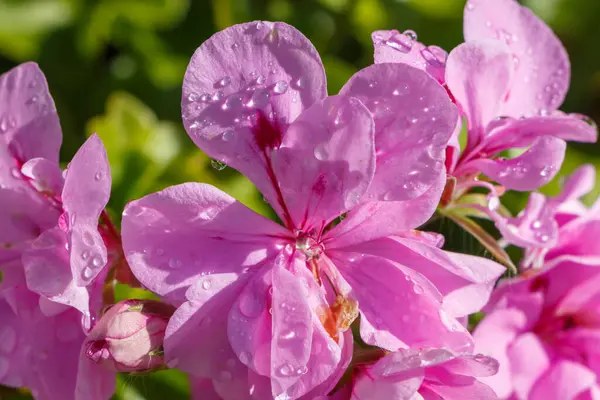 Rosafarbene Geranienblüte Mit Tautropfen Sommer Garten — Stockfoto