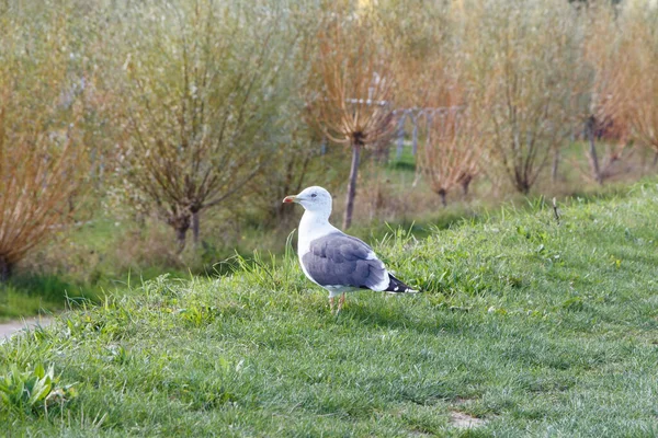 Seagull Ground Field — Stock Photo, Image