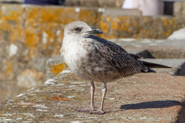 Burung Camar Muda Dinding Dekat Pantai Brittany — Stok Foto