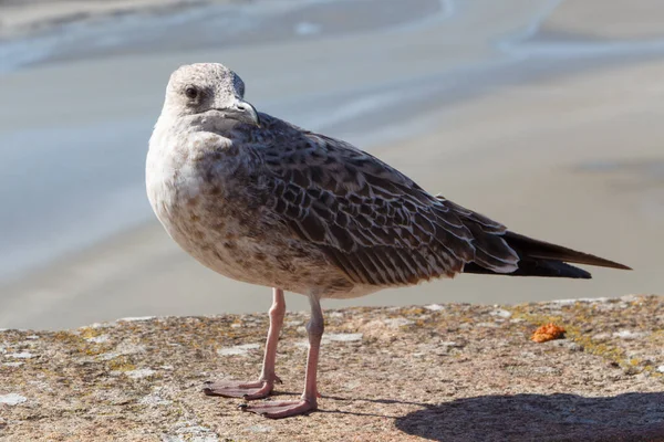 Burung Camar Muda Dinding Dekat Pantai — Stok Foto