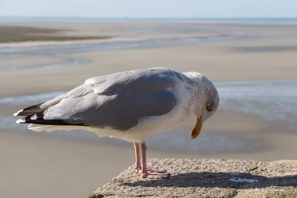 Burung Camar Dinding Dekat Pantai — Stok Foto