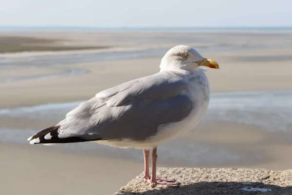 Burung Camar Dinding Dekat Laut Brittany — Stok Foto