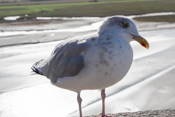 Burung Camar Dinding Dekat Pantai Brittany — Stok Foto