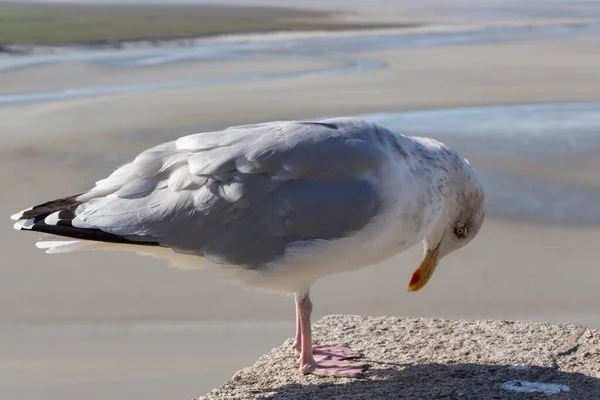 Burung Camar Dinding Dekat Pantai Brittany — Stok Foto