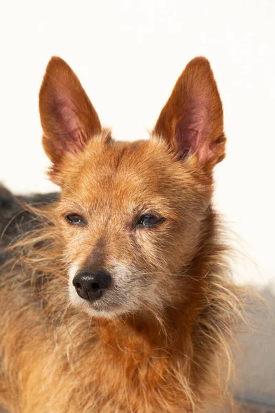 Close Het Hoofd Van Een Gemengd Ras Yorkshire Terrier Een — Stockfoto