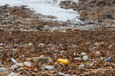 Brittany 'de bir sahilde çöp ve yosun.