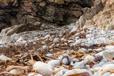 Deniz yosunu Brittany sahiline indi.