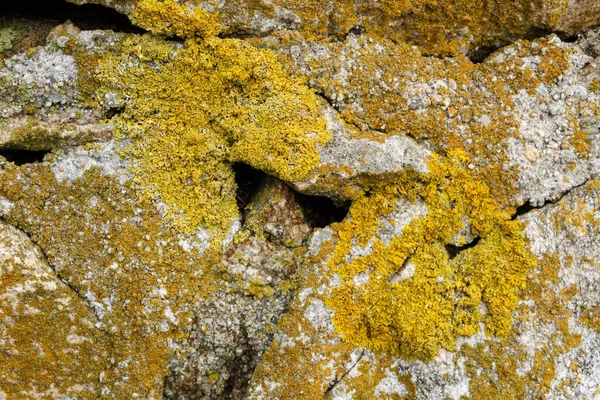 Lichen Skalách Pobřeží Bretaně — Stock fotografie