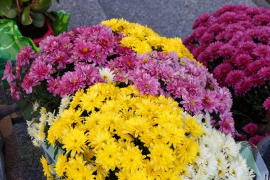 Azizler Günü için mezar taşında çok renkli kasımpatı bitkileri