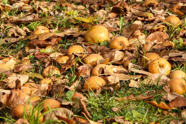 Manzanas Entre Hojas Muertas Suelo Huerto Durante Otoño — Foto de Stock