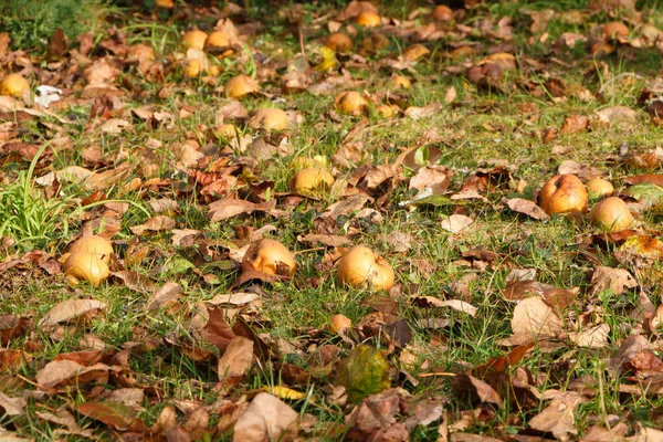 Manzanas Suelo Bajo Manzano Huerto Durante Otoño — Foto de Stock