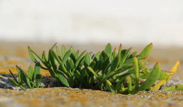 Samphire Egy Falon Part Közelében — Stock Fotó