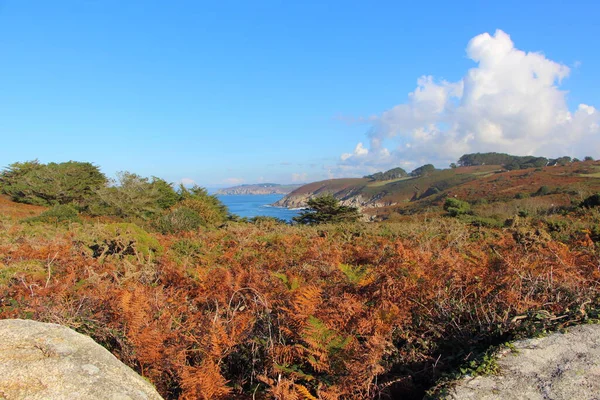 Côte Bretonne Avec Fougères Sèches Automne — Photo