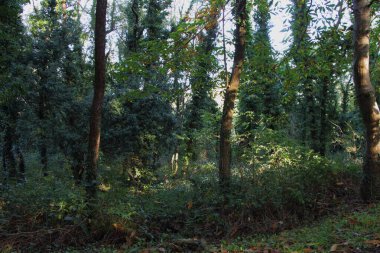 Sonbaharın başında Britanya 'da ağaçlar ve çalılar