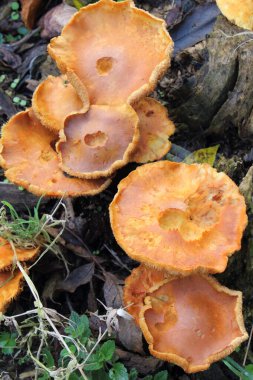 Sonbahar boyunca ormandaki bir kütükte portakal mantarı