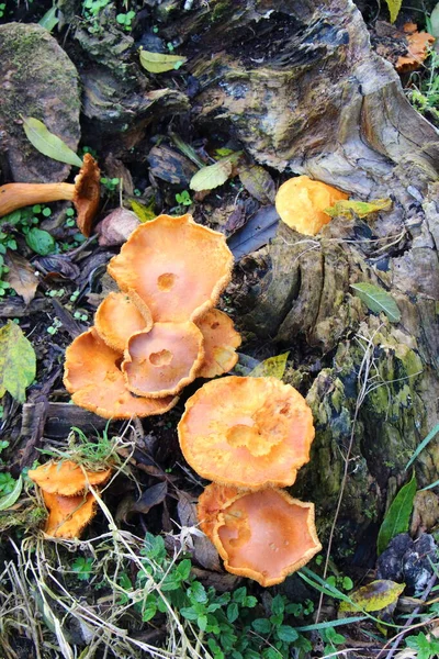 Πορτοκαλί Μανιτάρια Κούτσουρο Στο Δάσος Φθινόπωρο — Φωτογραφία Αρχείου