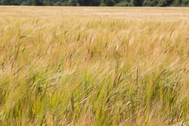 Yaz boyunca Britanya 'da arpa tarlası