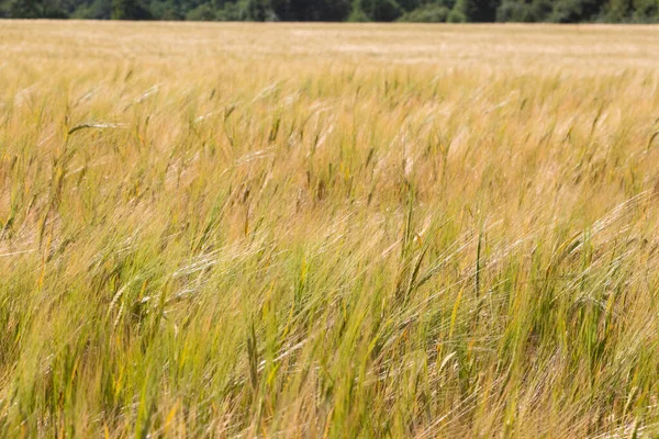 夏天在布列塔尼的大麦田 — 图库照片