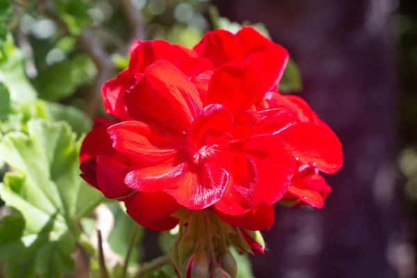 Geranio Rosso Fiore Giardino Durante Estate — Foto Stock