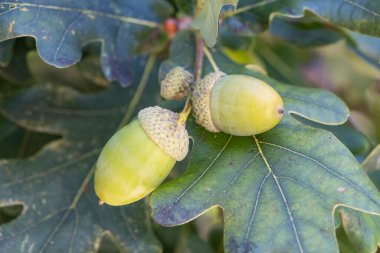 Yaz boyunca meşe ağacında olgunlaşan meşe palamudu