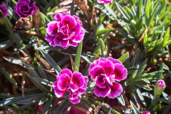 夏の間の庭の虹ピンクの花 — ストック写真