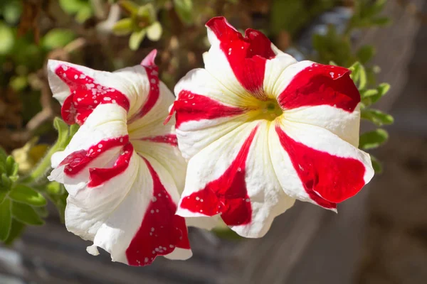 夏の間の庭の赤と白のペチュニアの花 — ストック写真