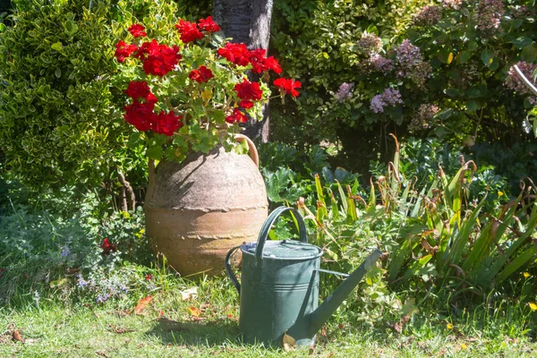 Red Geranium Plant Flowerpot Watering Can — Stock Photo, Image