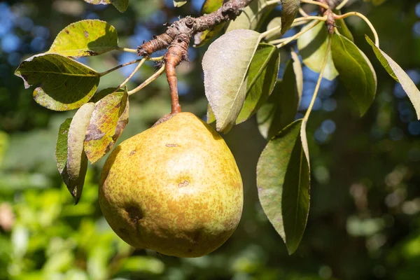 Pear ripening on a pear tree in an orchard during summer